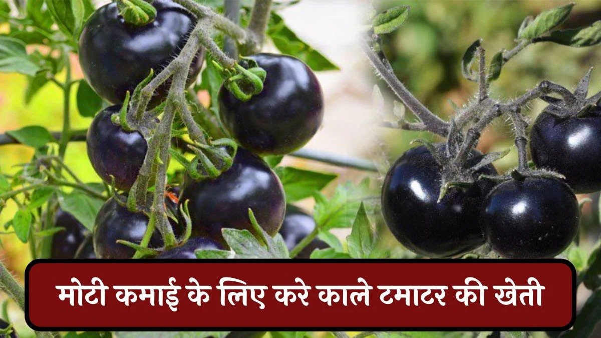 “शेतकऱ्यांसाठी सुवर्णसंधी! काळे टमाटे लावा आणि दुप्पट नफा कमवा!” | Black tomato farming in maharashtra