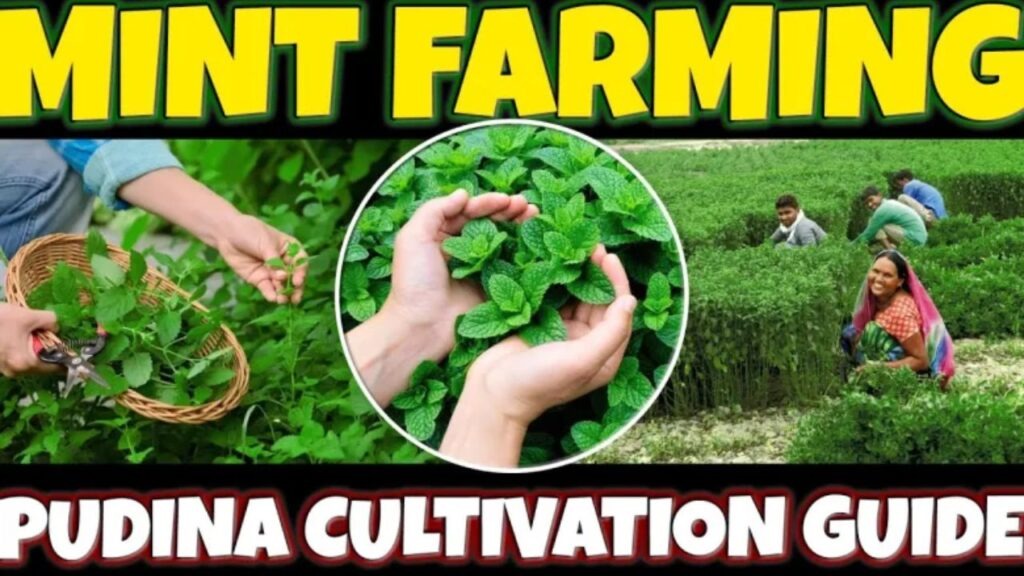 “पुदिन्याच्या शेतीतून कमवा 90 दिवसांत लाखो रुपये | Pudina farming information in marathi